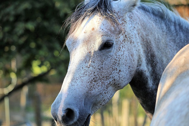 Arabian Ranches