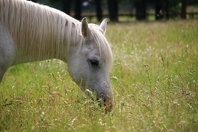 Arabian Ranches