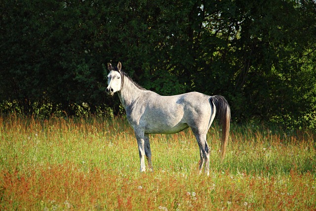Arabian Ranches