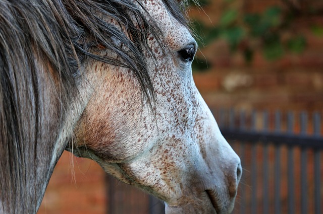 Arabian Ranches