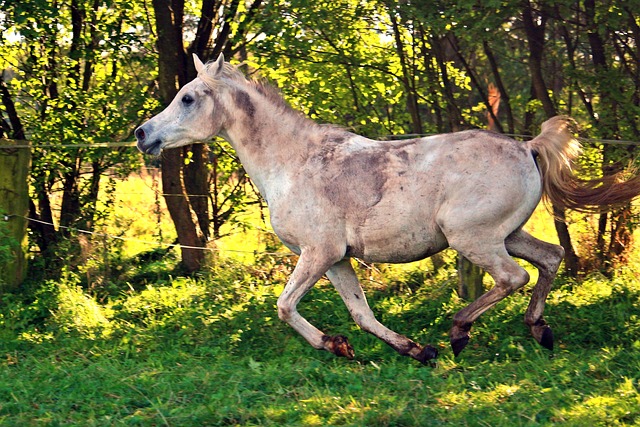 Arabian Ranches