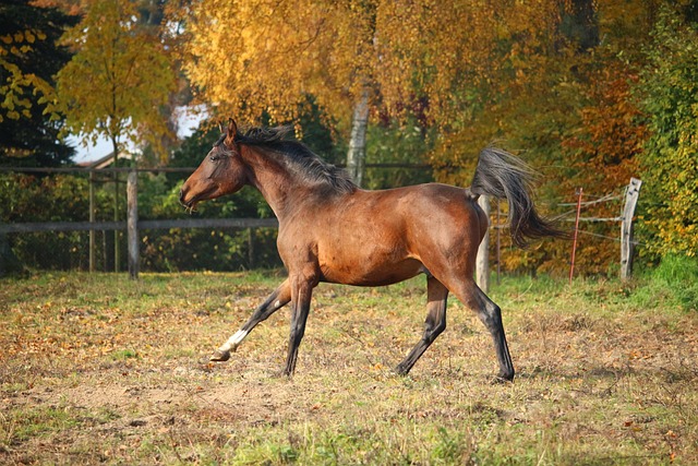 Arabian Ranches