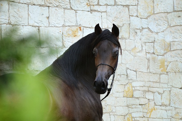 Arabian Ranches