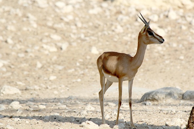 Arabian Ranches