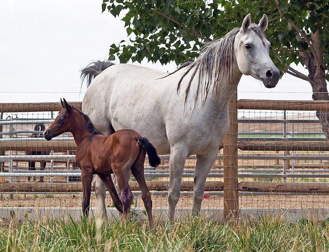 Arabian Ranches