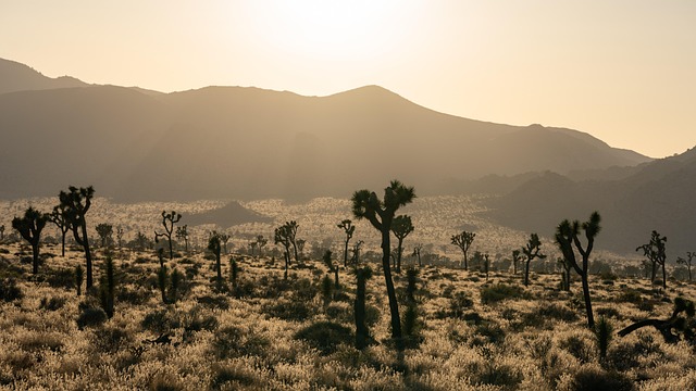 buggy desert