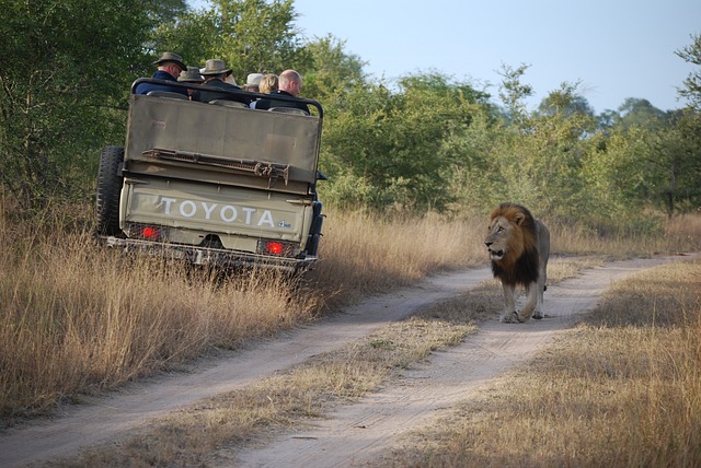 buggy safari