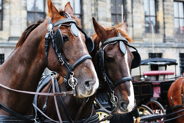 Buggy Tours