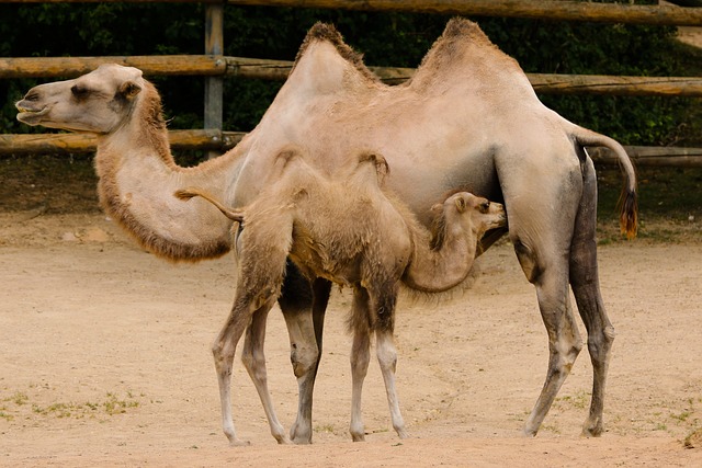 camel