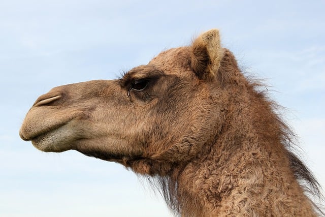 Experience Dubai’s Magic: Sunset Camel Ride Family Pass