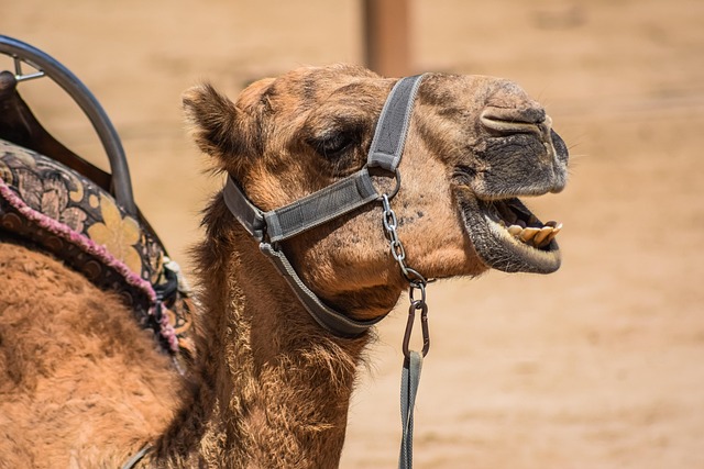 camel