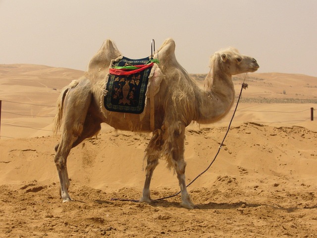 Discover Dubai’s Magic: Sunset Camel Safari Experience