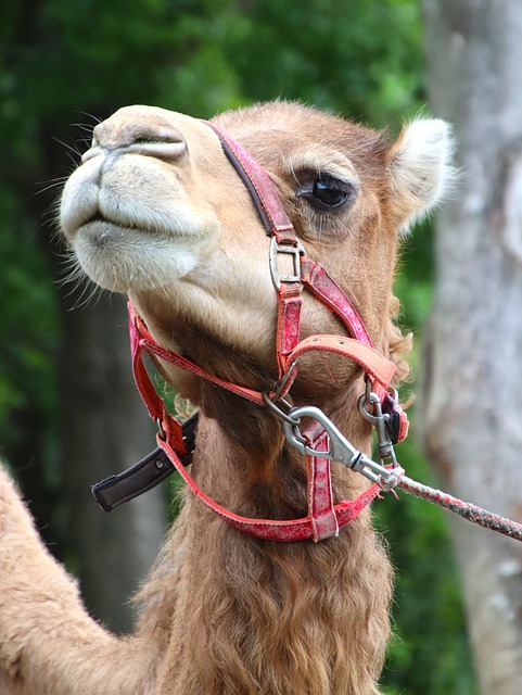 camel