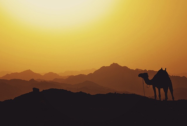 Experience Cultural Charm: Why Camel Rides are Essential in Dubai