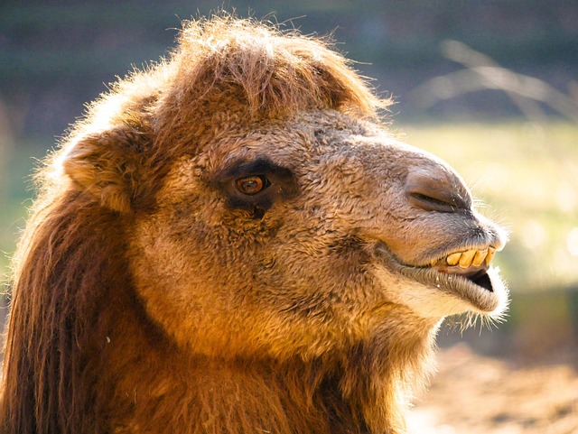 camel