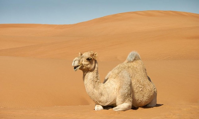 camel