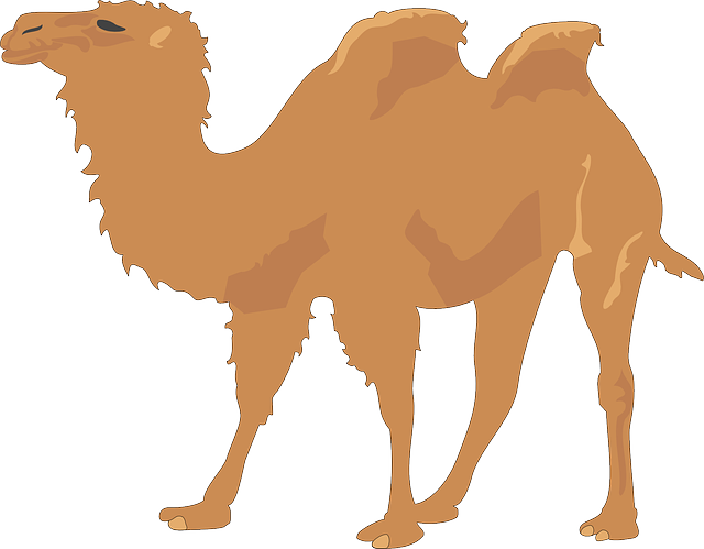 camel-640x480-86545055.png