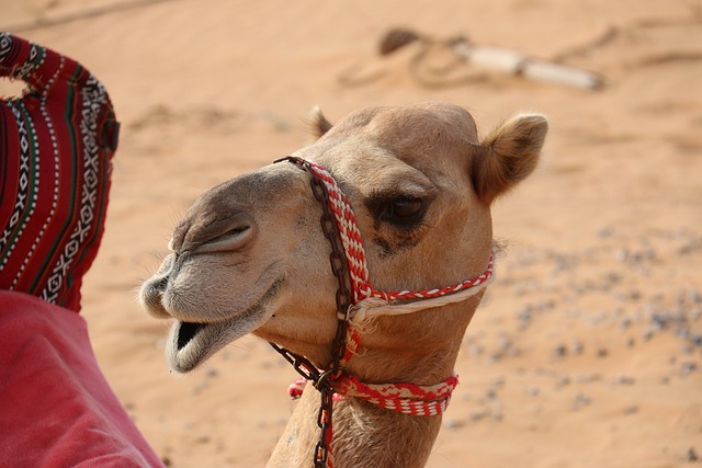 Camel Riding