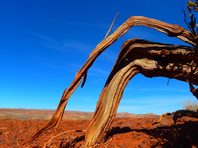 desert balloon