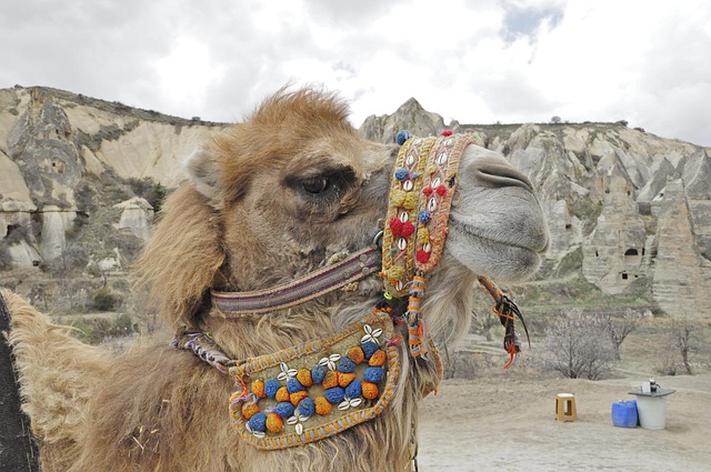 desert camel