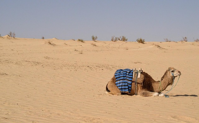 desert camel