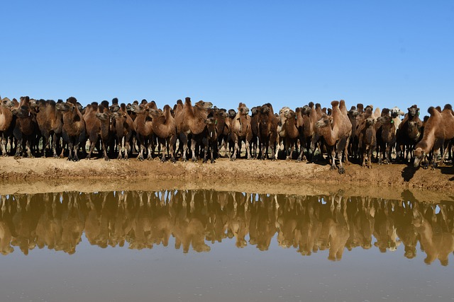 desert camel