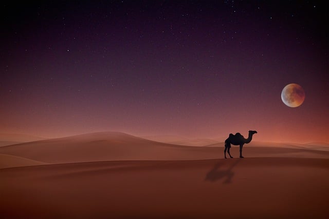 Camel Ride Pricing in Dubai: Cost, Booking & Tips for a Cultural Desert Adventure