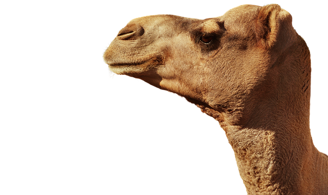 desert camel