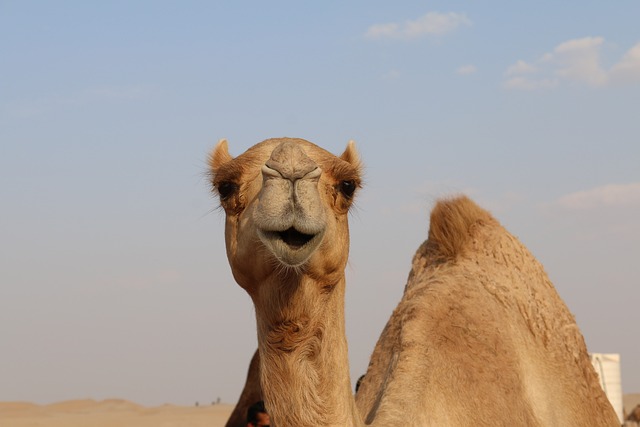 Planning Your Desert Adventure: Tips for an Unforgettable Camel Ride in Dubai