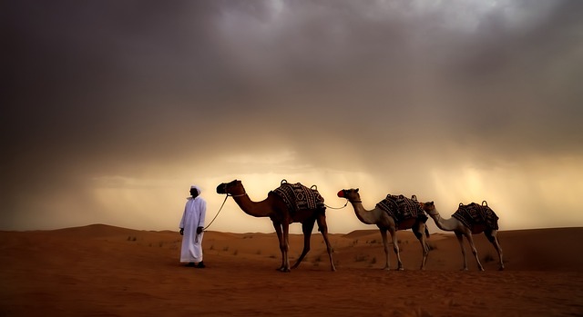 desert camel