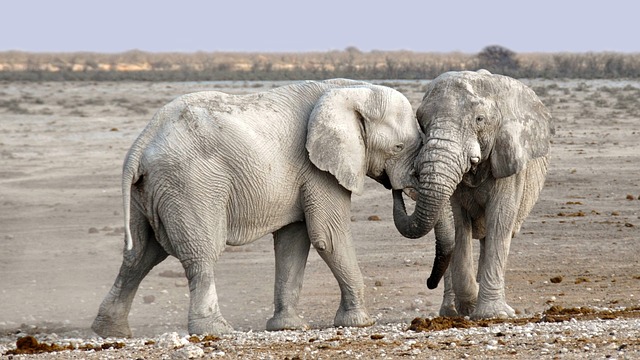 Unveil Dubai’s Magic: Affordable Desert Safari Photography Deals