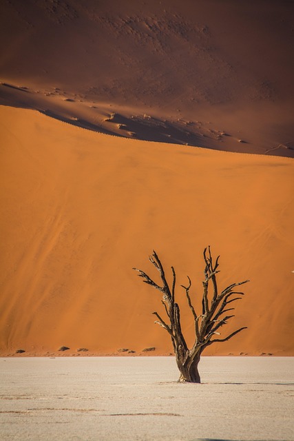 desert safari