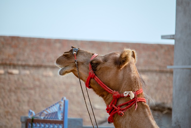 Mastering Arabian Desert Safari Sunset Photography: Tips & Techniques