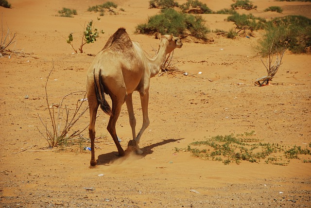 Bedouin Dinner in Dubai: Desert Safari’s Cultural Culinary Experience