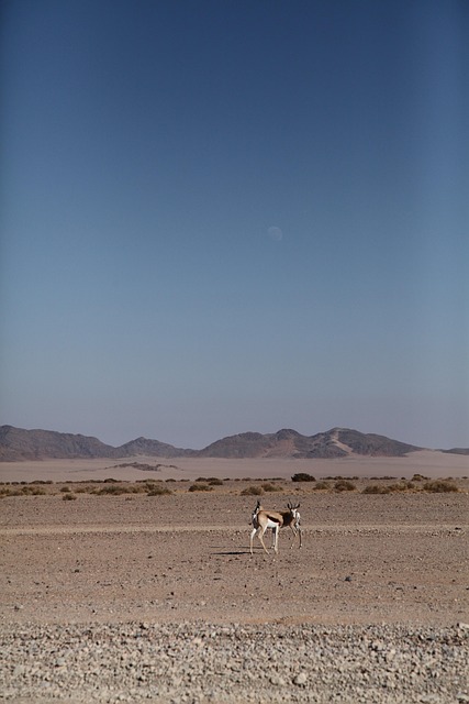 desert safari