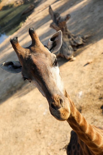 Unlocking Desert Wildlife Photography: Cost-Effective Dubai Safari Tickets