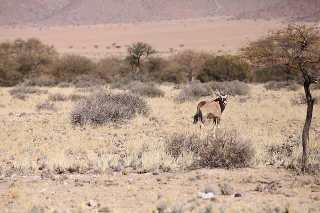 desert safari