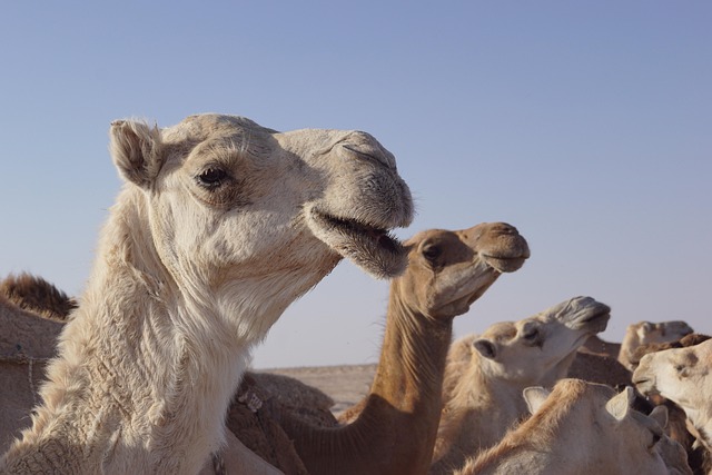 Desert safari Arabian Ranches