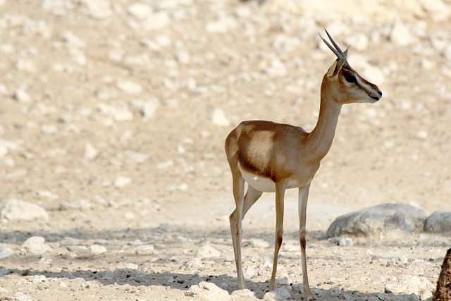 Budget Desert Safari: Dubai’s Arabian Ranches Experience Unveiled