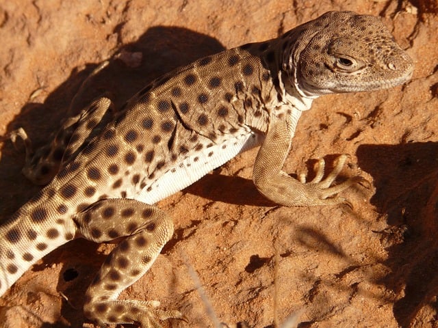 Desert safari  Investment Park