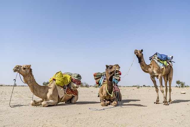 Experience Dubai’s Desert: Evening Safari Tour Guide