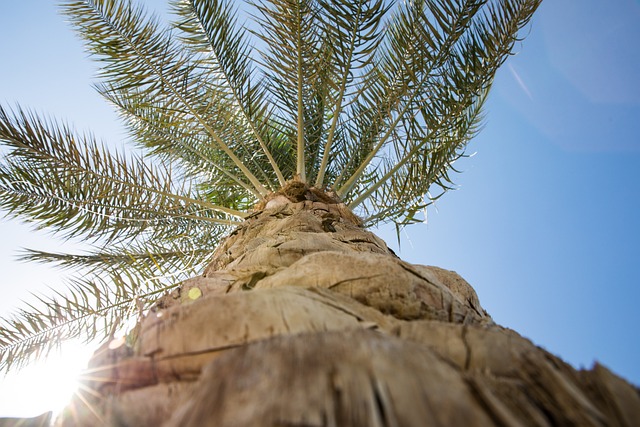 Palm Jumeirah Safari Pickup: Safe, Convenient Escapade to Thrilling Dunes