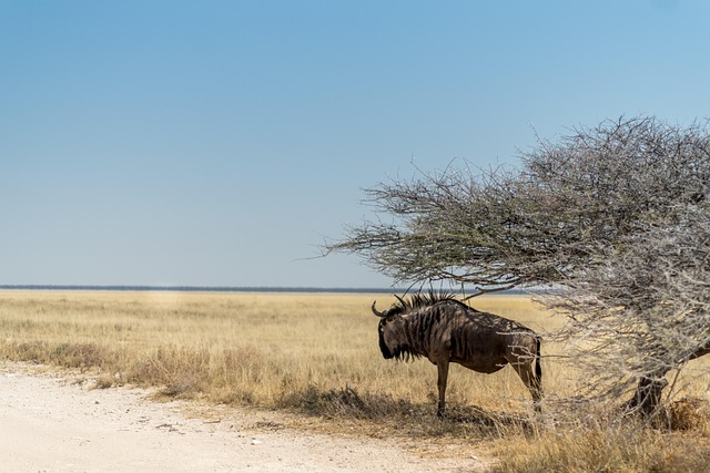 desert safari tours