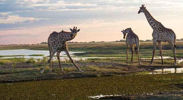 desert safari tours