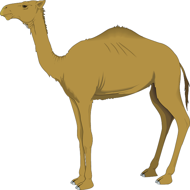 desert safari tours