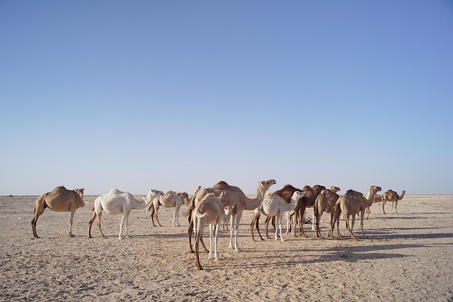 Eco-Friendly Desert Safari Transport: Umm Suqeim, Dubai’s Sustainable Adventure