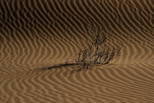 desert safari with quad bike