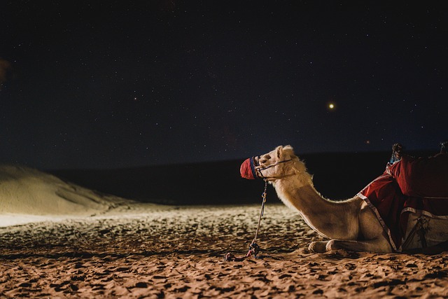 dubai desert