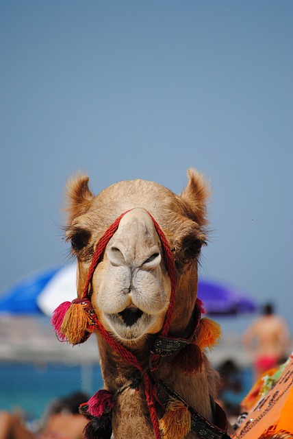 dubai desert