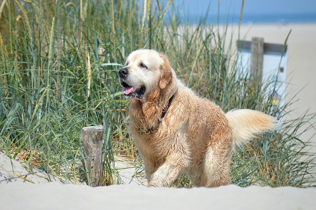 dune bashing